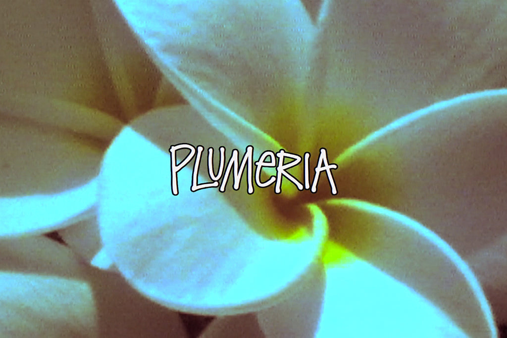 Stussy - Plumeria